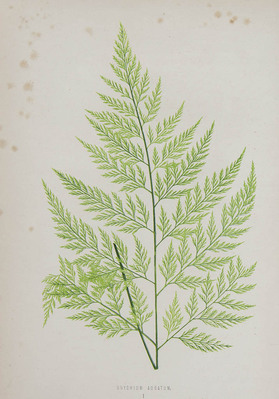 8893
<br/>
A Natural history of new and rare ferns: containing species and varieties, none of which are included in any of the eight volumes of „Ferns, british and exotic", amongst which are the new hymenophyllums and trichomanes.
<br/>
<em></em>